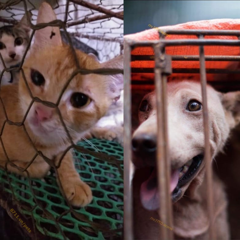 Các Khu Chợ & Địa Điểm Buôn Bán Buôn Bán Chó Mèo Nổi Tiếng