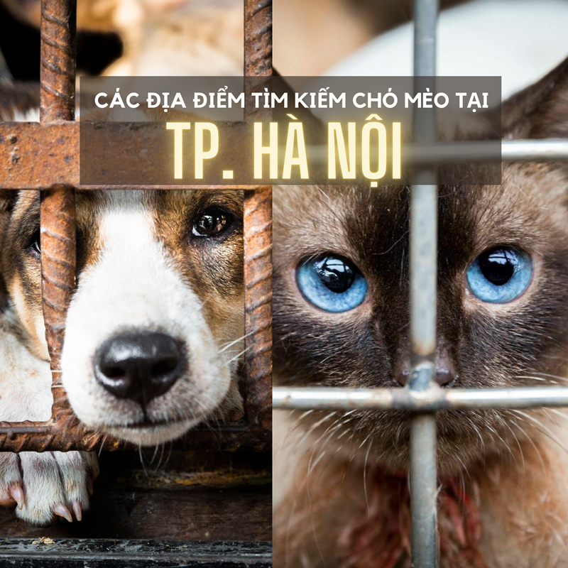 Các địa điểm tìm kiếm tập kết chó mèo mất lạc ở  Hà Nội