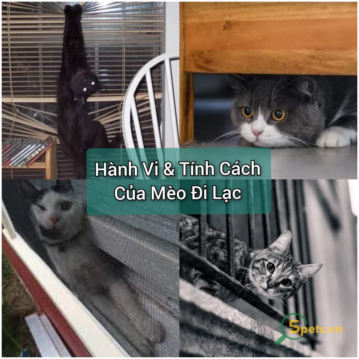 Tính Cách & Hành Vi của Mèo Đi Lạc