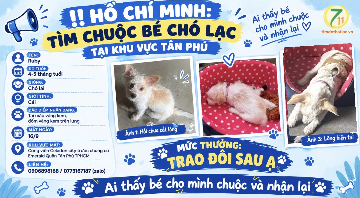 ‼️ Hồ Chí Minh: Tìm chuộc bé chó lạc tại khu vực Tân Phú