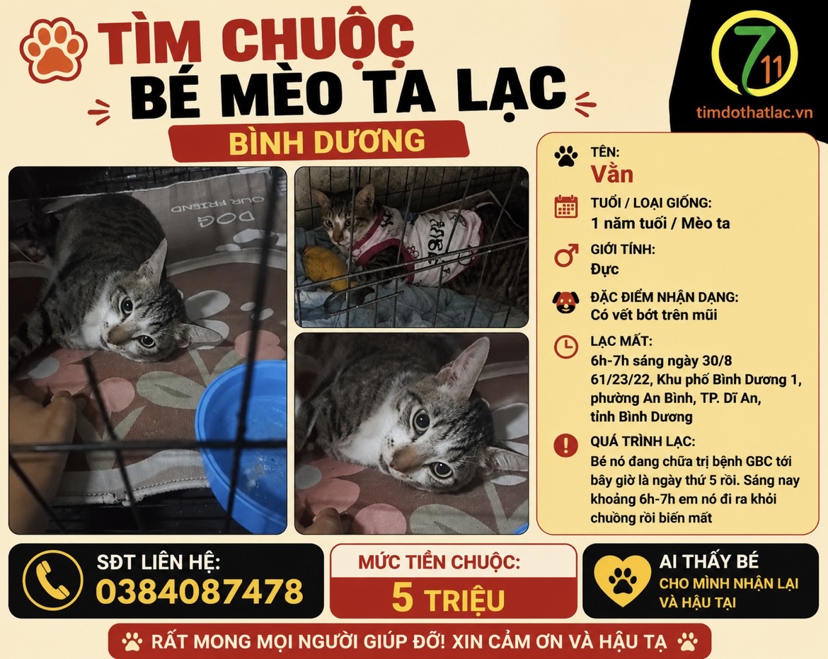 ‼️ Bình Dương: Tìm chuộc bé mèo ta lạc tại khu phố Bình Dương 1