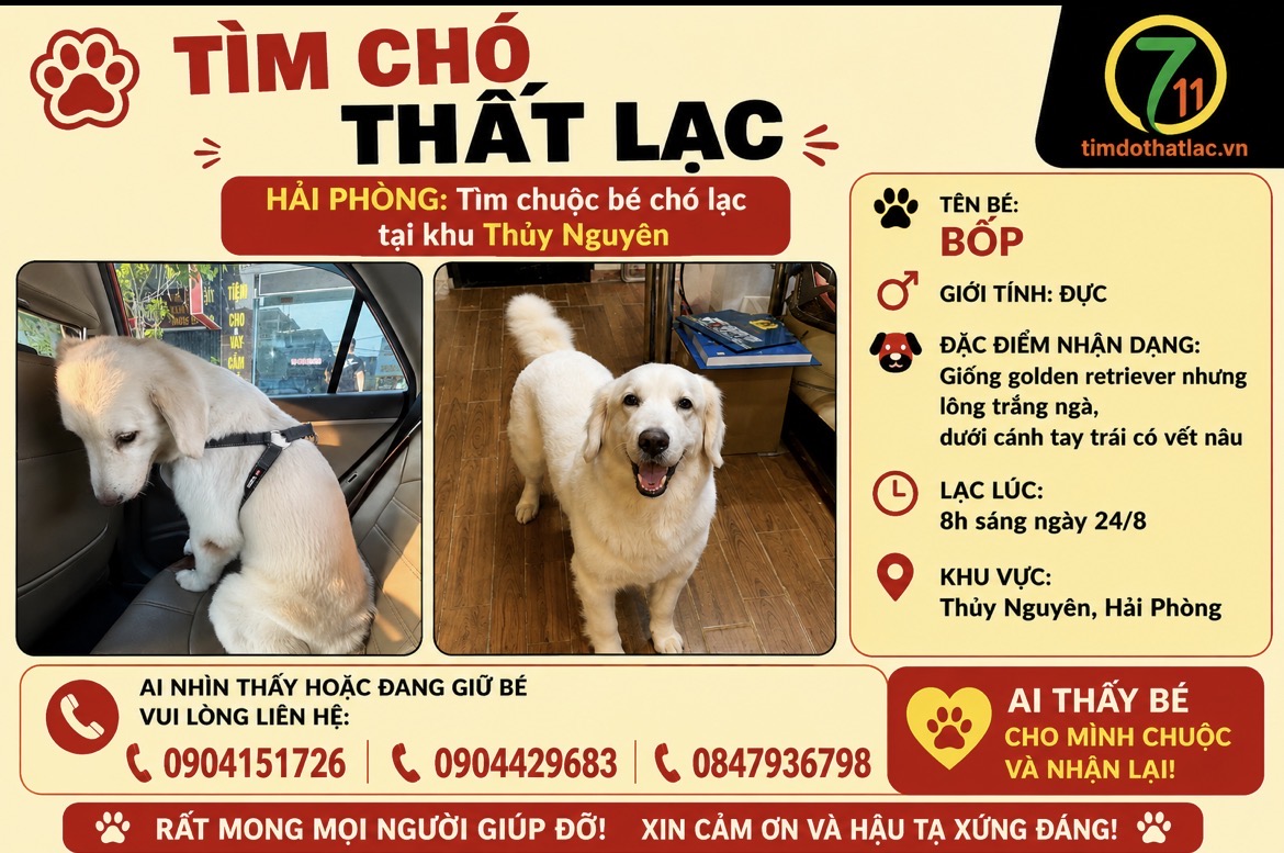 ‼️ Hải Phòng: Tìm chuộc bé chó lạc tại khu Thuỷ Nguyên