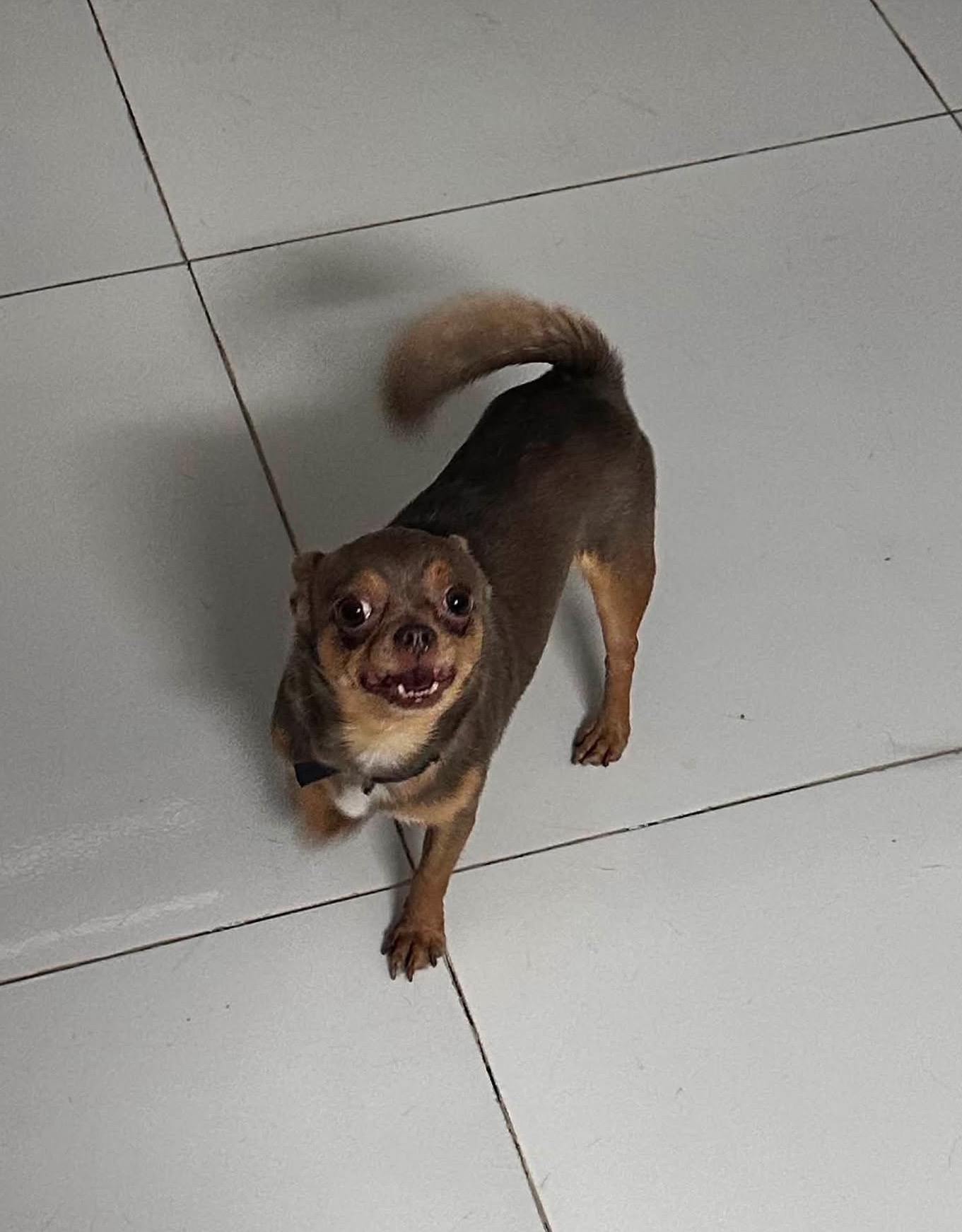 🆘 TÌM CHUỘC bé cún đi lạc ở Phú Nhuận - TPHCM