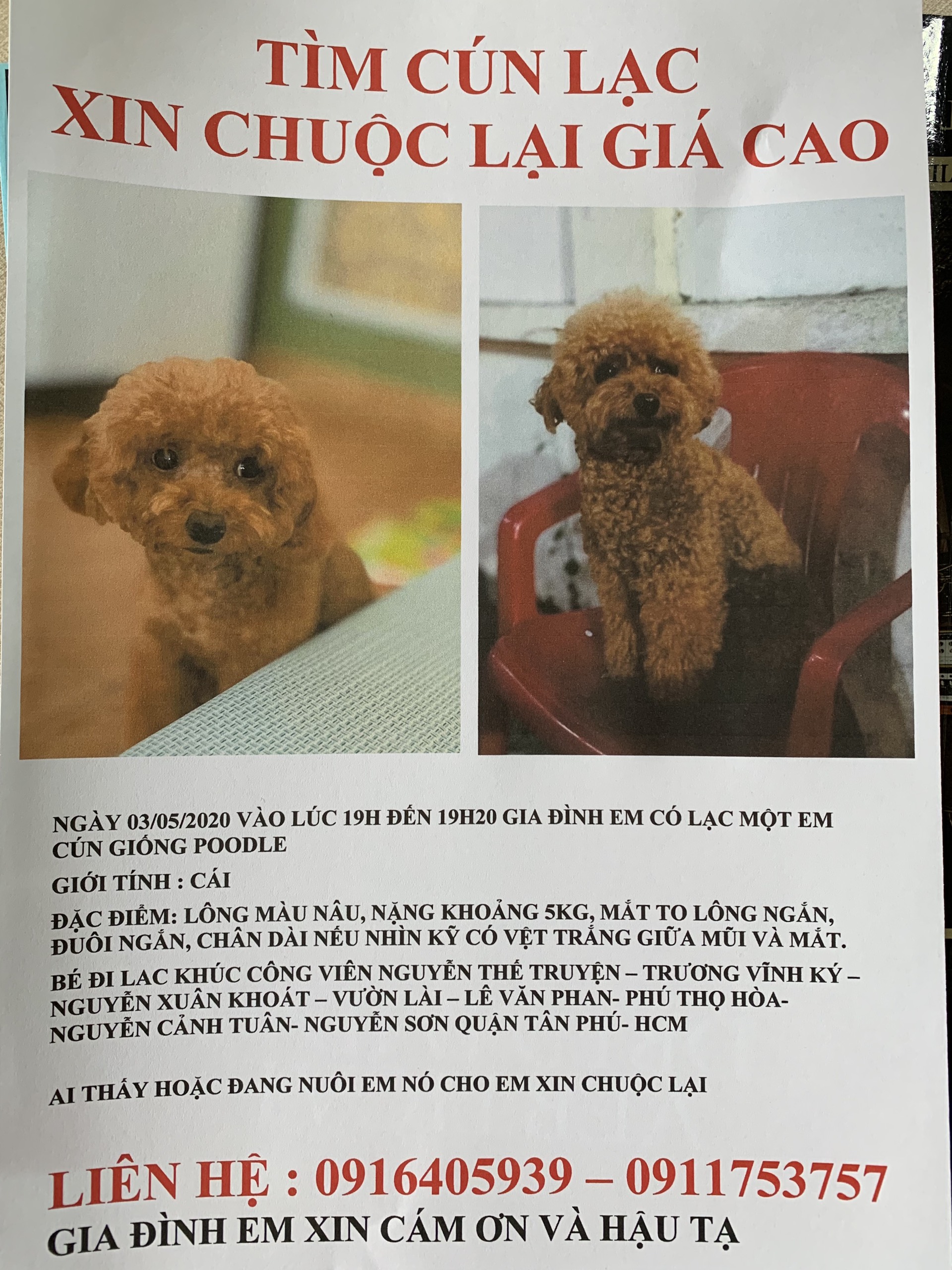 Tôi đã tìm thấy chó của mình ở tp Huế như thế nào? 