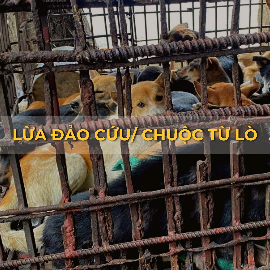 Cảnh Báo Lừa Đảo Cứu Chuộc Chó,Mèo Từ Lò Mổ
