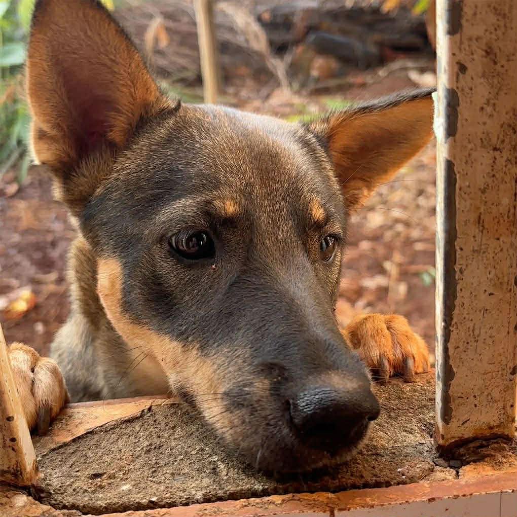 Tìm chuộc chú chó cỏ thất lạc ở Long An