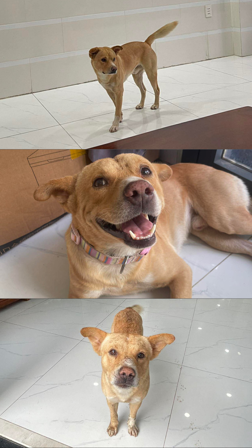 Tìm chuộc bé chó tên Ki như ảnh ở HCM