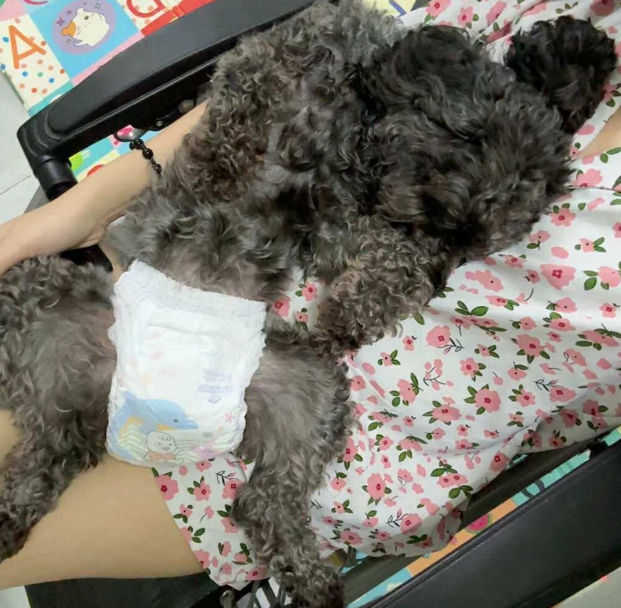 🐾 Tìm chuộc bé Poodle đen như hình lạc tại TP HCM 