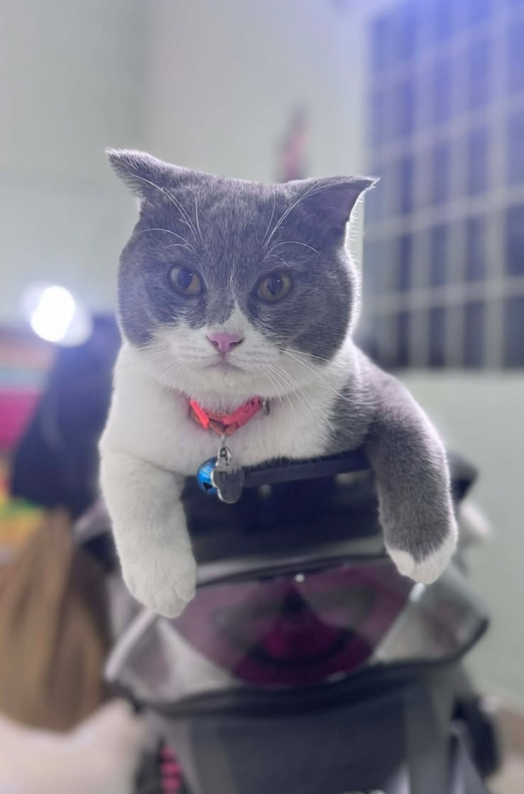 🐾 Tìm chuộc bé mèo lông ngắn bicolor lạc tại Bến Tre 