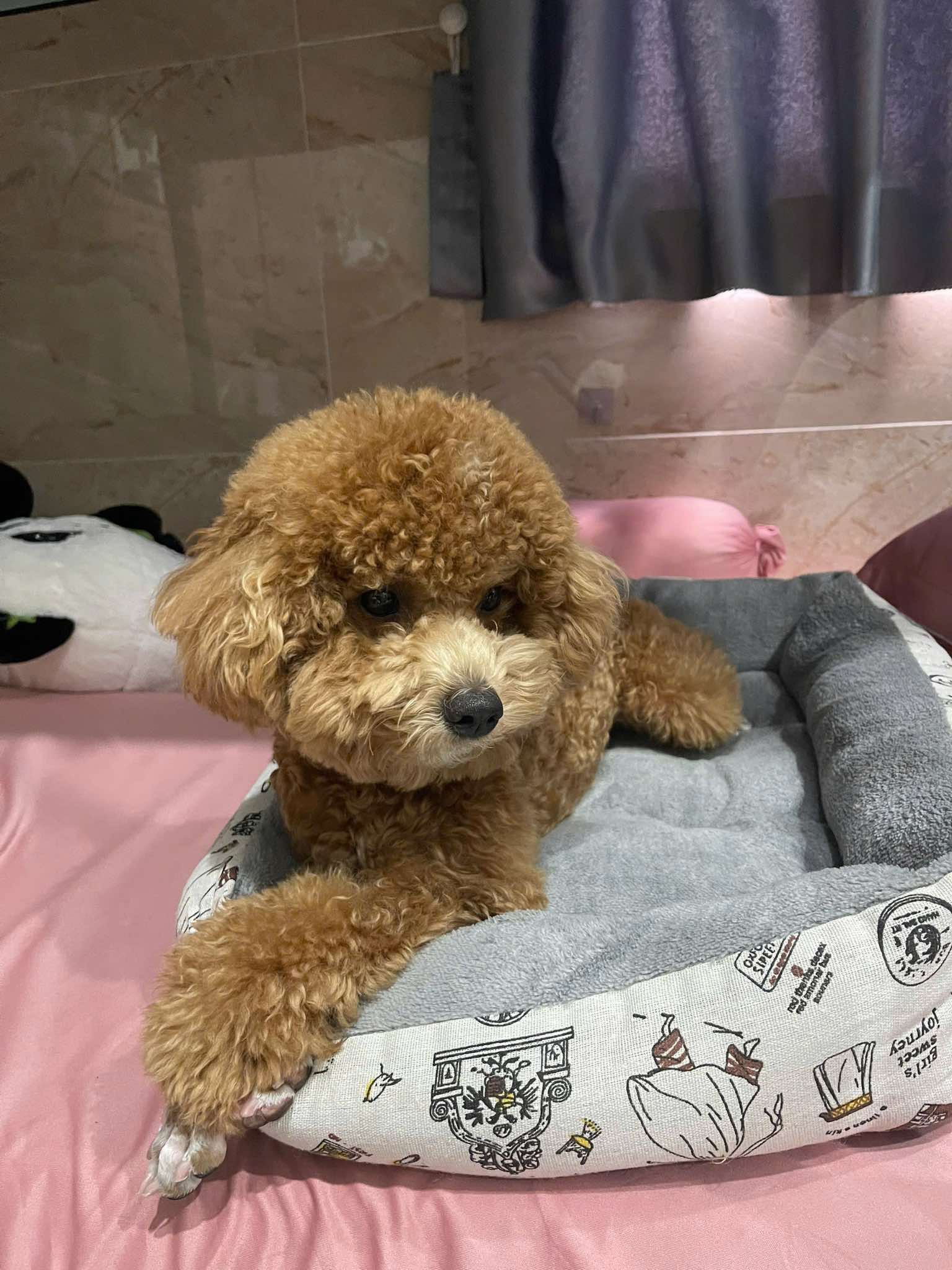 Tìm chuộc bạn chó poodle như ảnh thất lạc ở Hồ Chí Minh