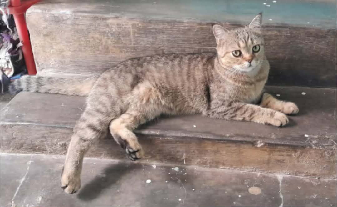 Tìm chuộc bạn mèo Anh lông ngắn thất lạc ở Đà Lạt