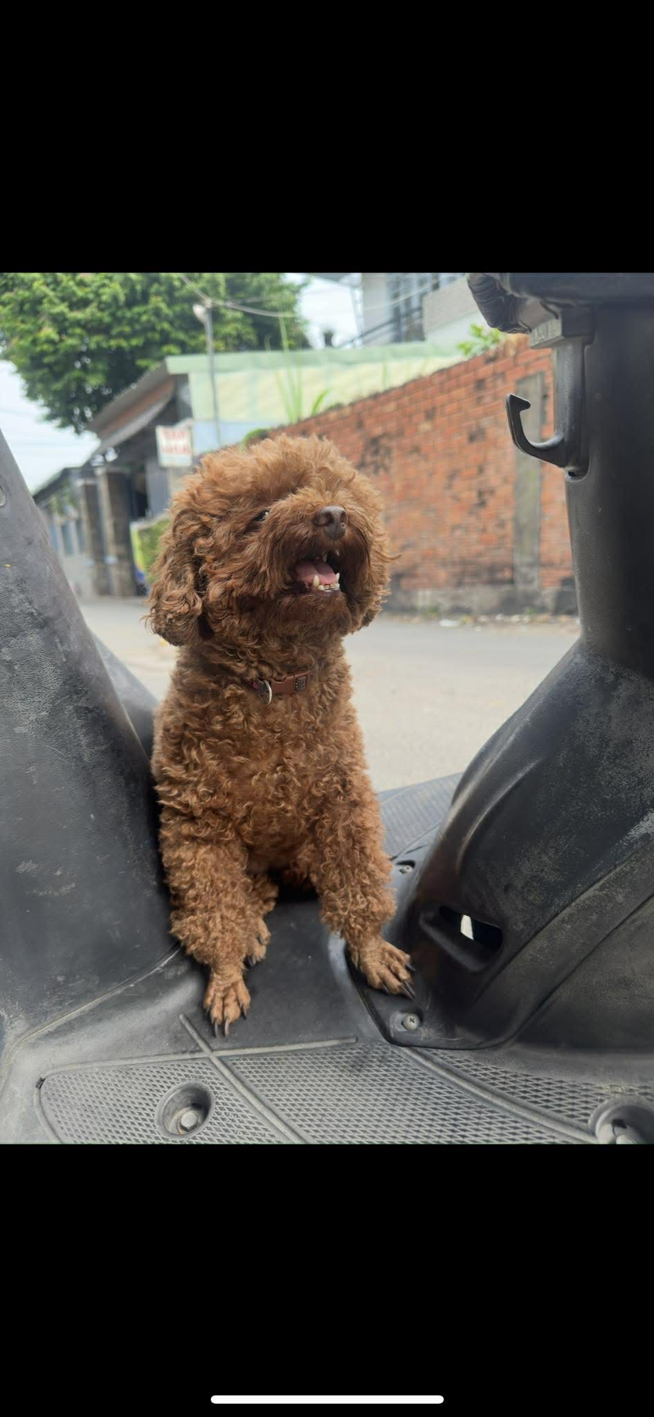 Tìm chuộc chú chó poodle thất lạc ở Hồ Chí Minh