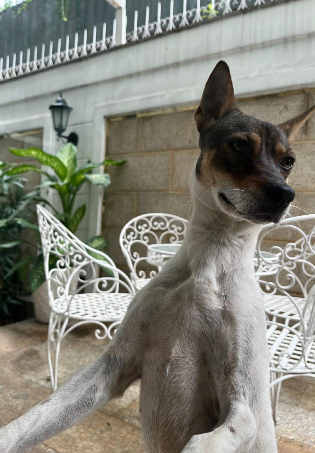 🐾 Tìm chó lạc ở khu vực quận 2, TP HCM 