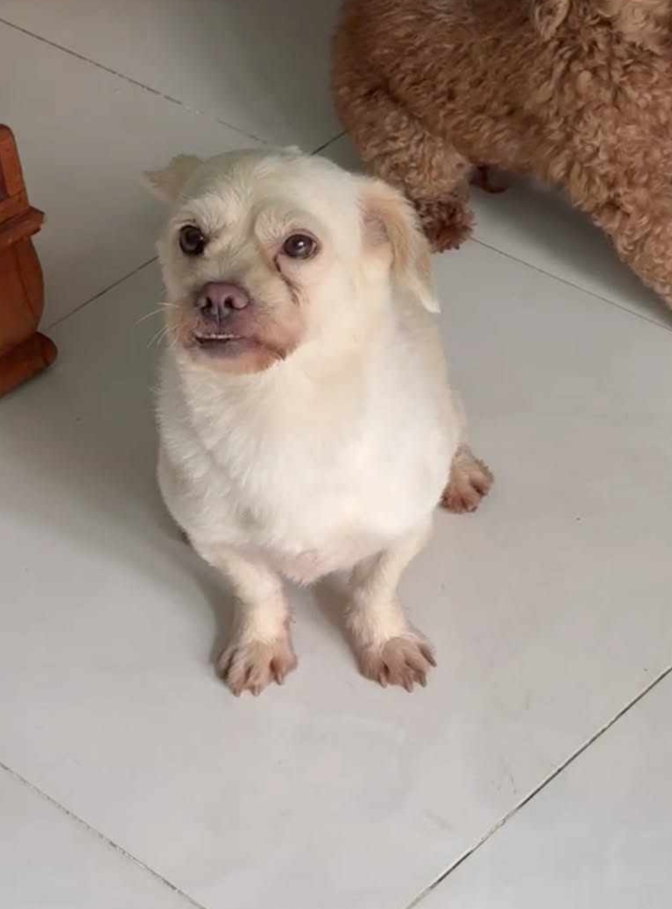 🐾 Tìm bé chó lạc như hình tại TP HCM 