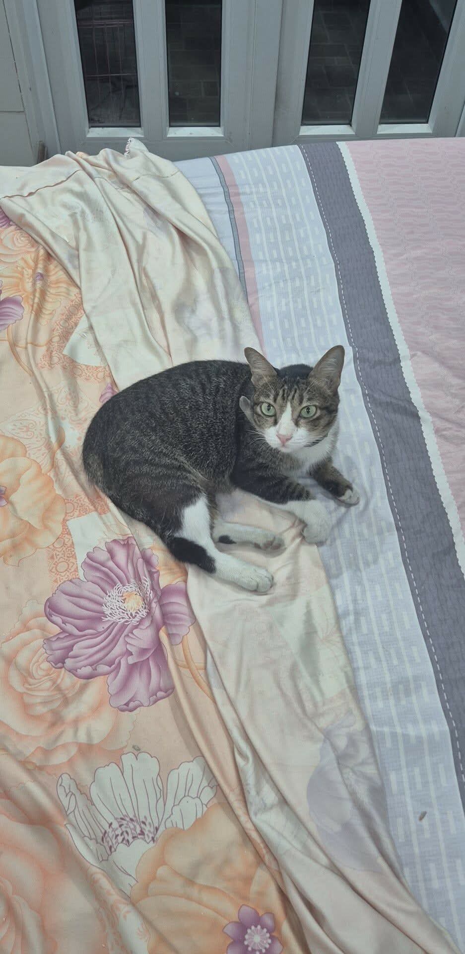 Tìm chuộc bé mèo tên Trà sữa như ảnh ở HCM