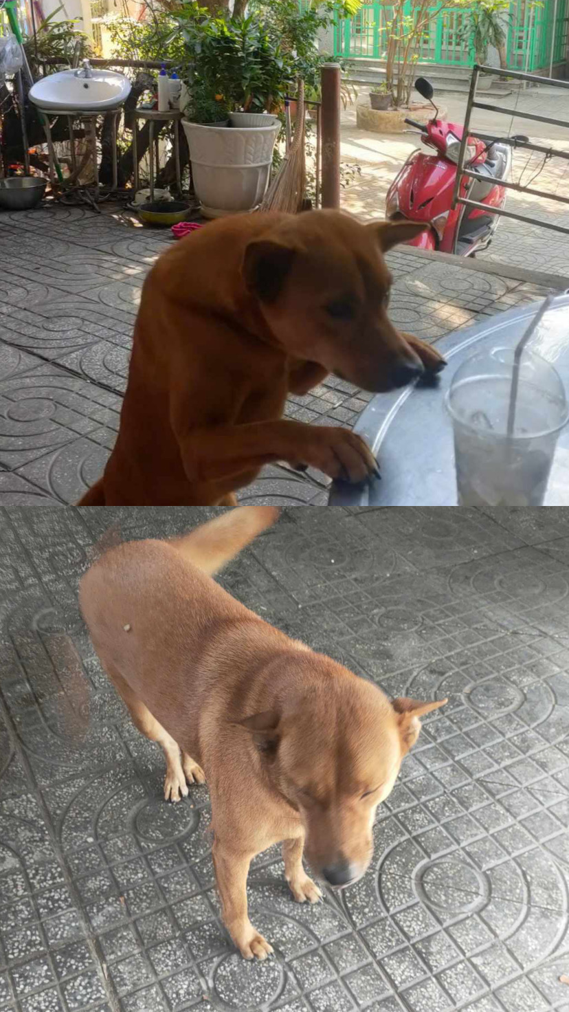 🐾Tìm chuộc bé chó tên shi như ảnh ở TP HCM