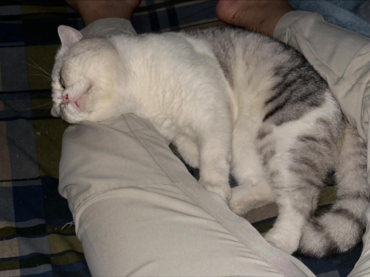 Tìm chuộc bạn mèo thất lạc ở Hồ Chí Minh