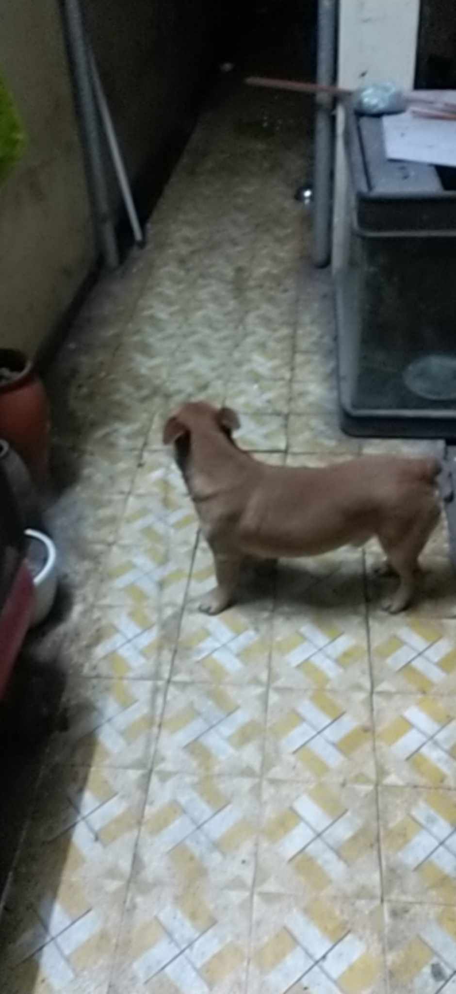 Tìm chó lạc ở Hà Nội