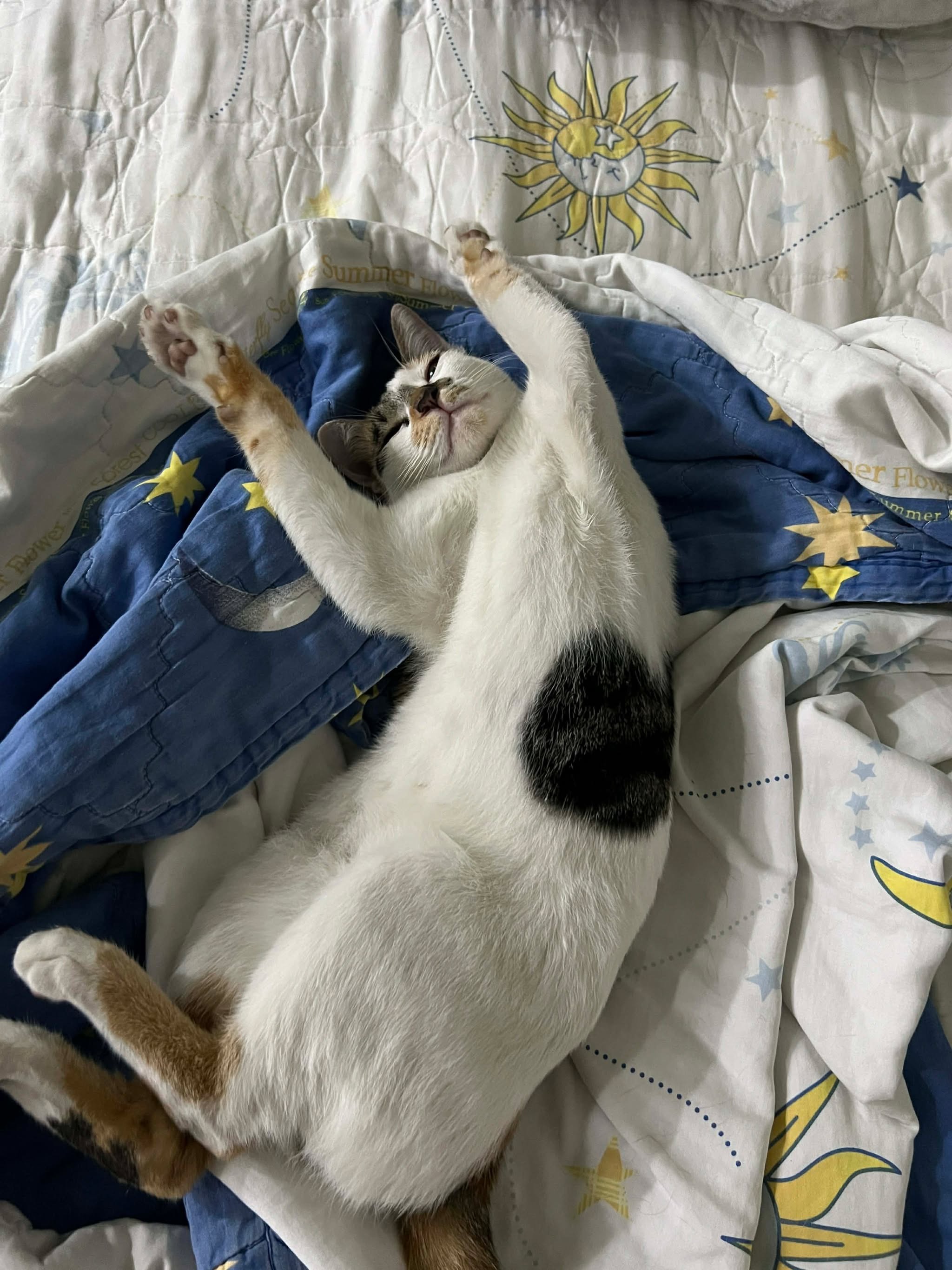 Tìm chuộc bé mèo ta thất lạc ở Hồ Chí Minh