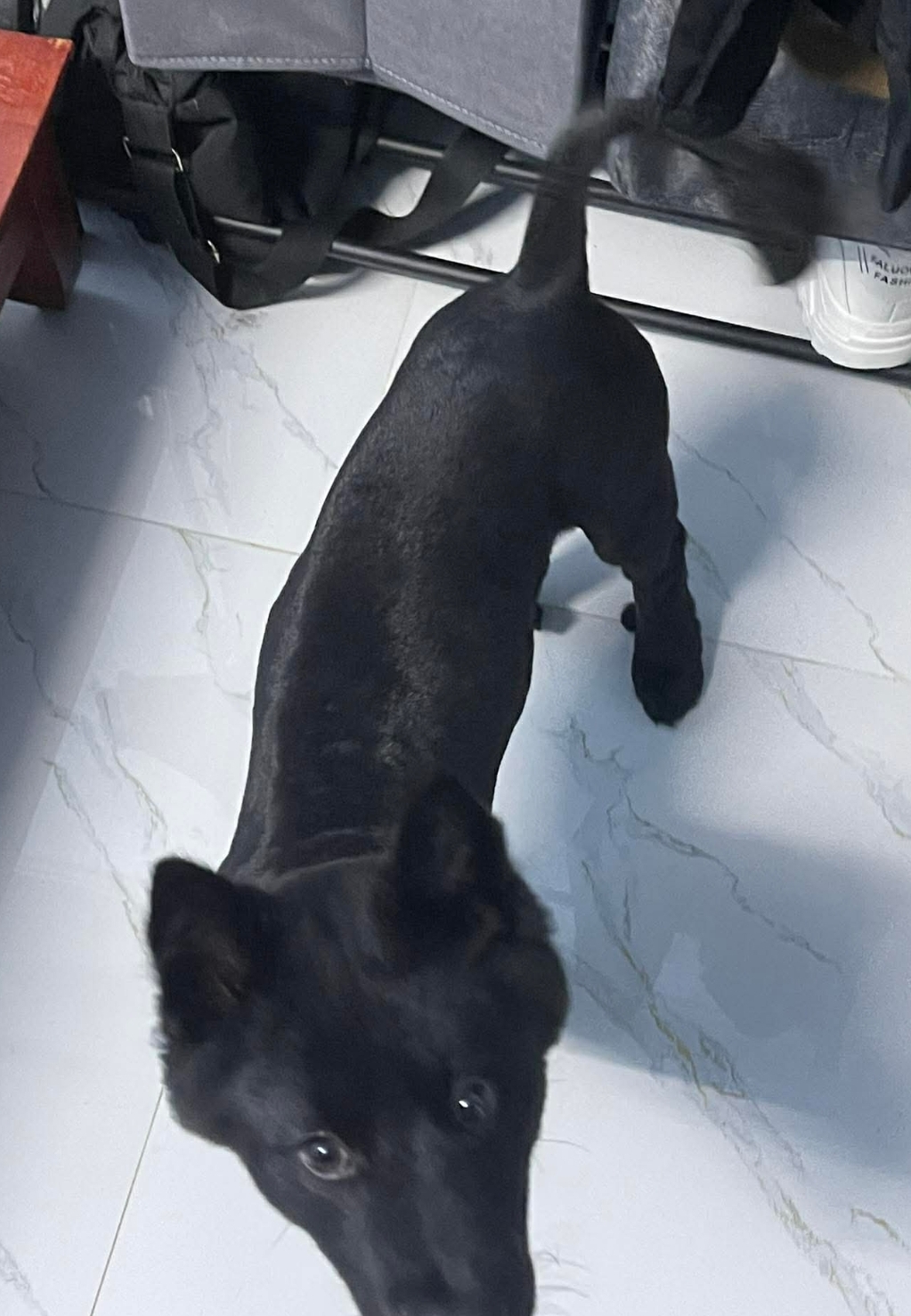 🐾 Tìm chuộc chú chó đen đuôi như đuôi bò lạc tại Hà Nội 