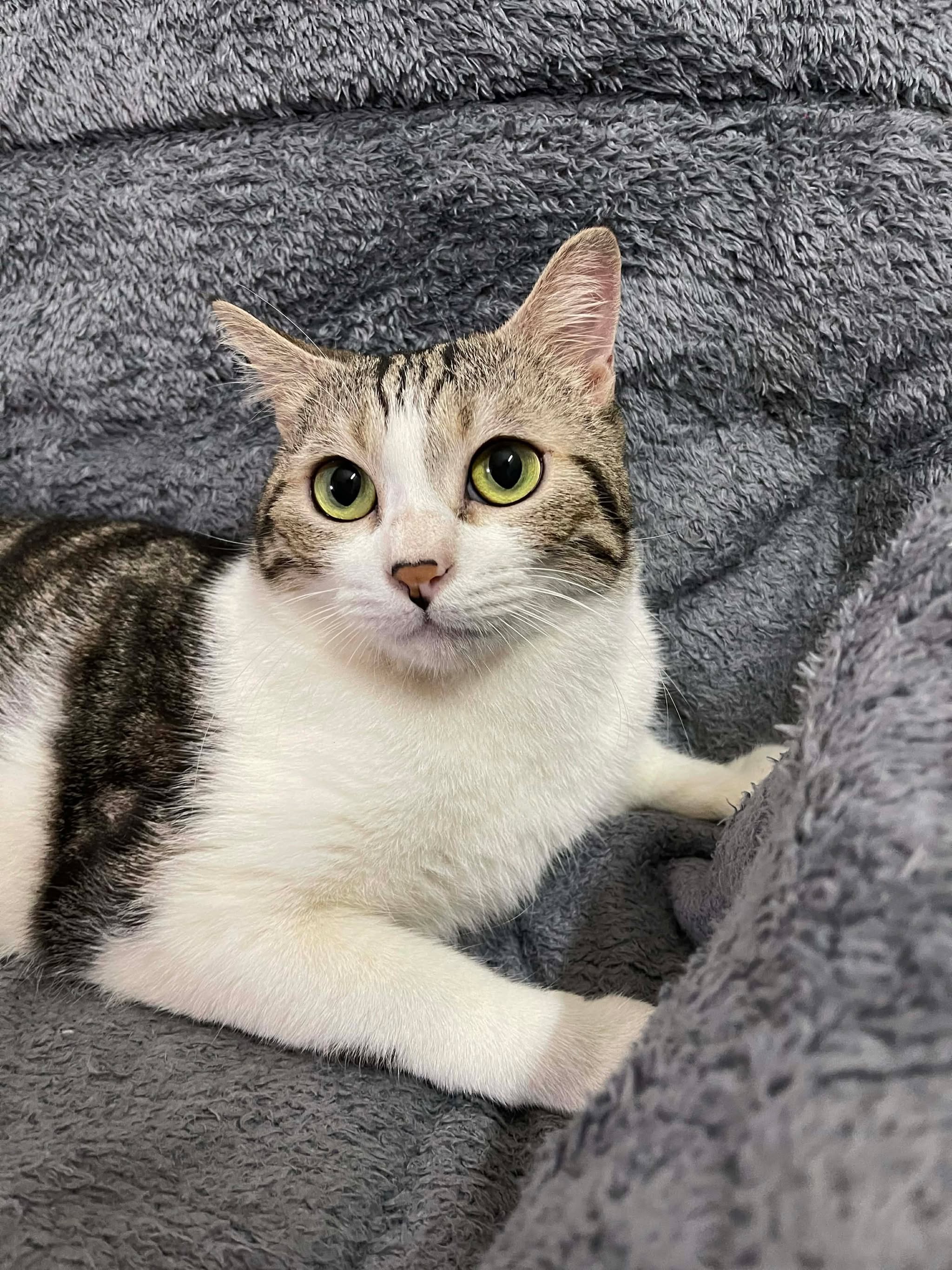 TÌM CHUỘC MÈO LẠC – HOÀNG MAI, HÀ NỘI 🚨