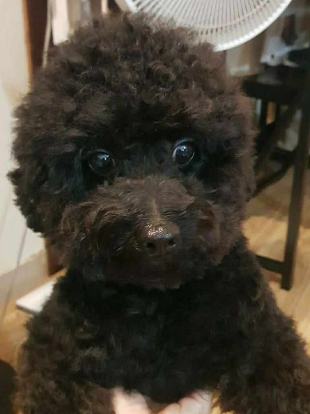 🆘 TÌM CHUỘC BÉ BEO ĐI LẠC Ở Q5 TPHCM