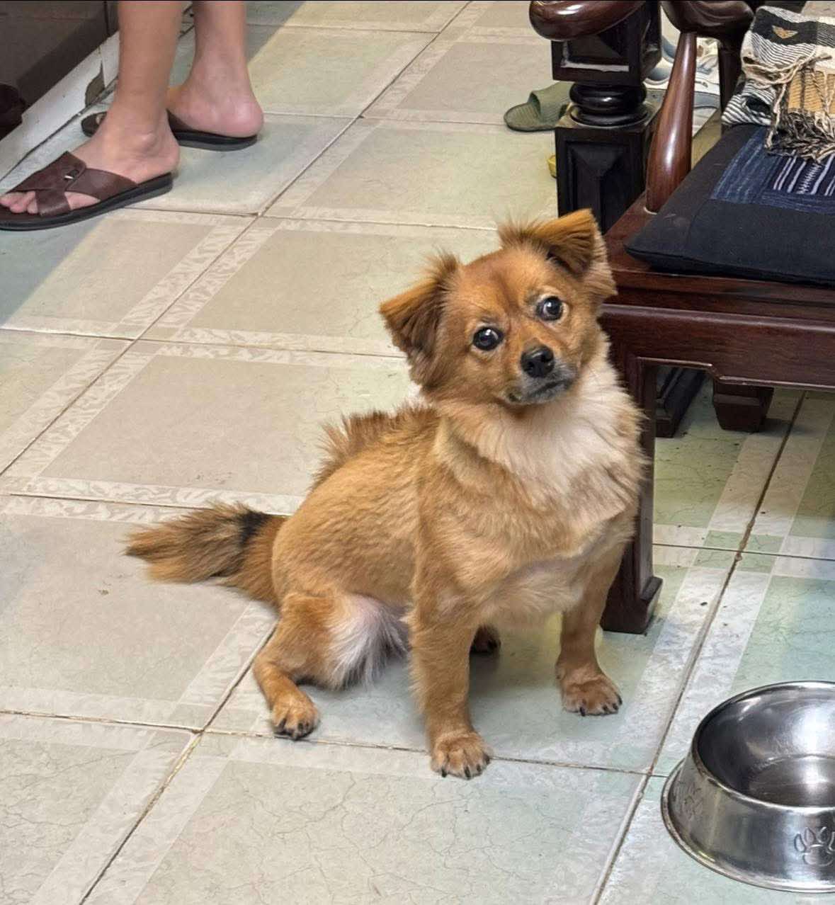 Tìm chuộc bạn chó ta lai thất lạc ở Hà Nội