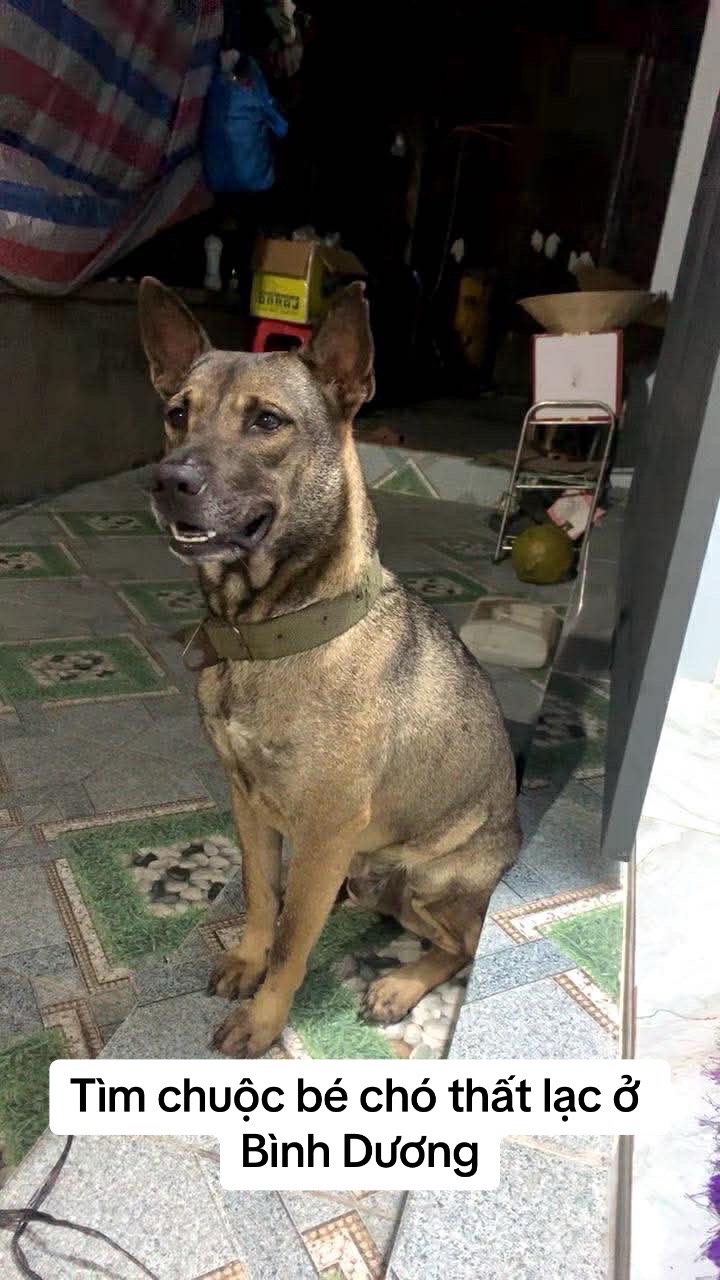 Tìm chuộc bạn chó thất lạc ở Bình Dương