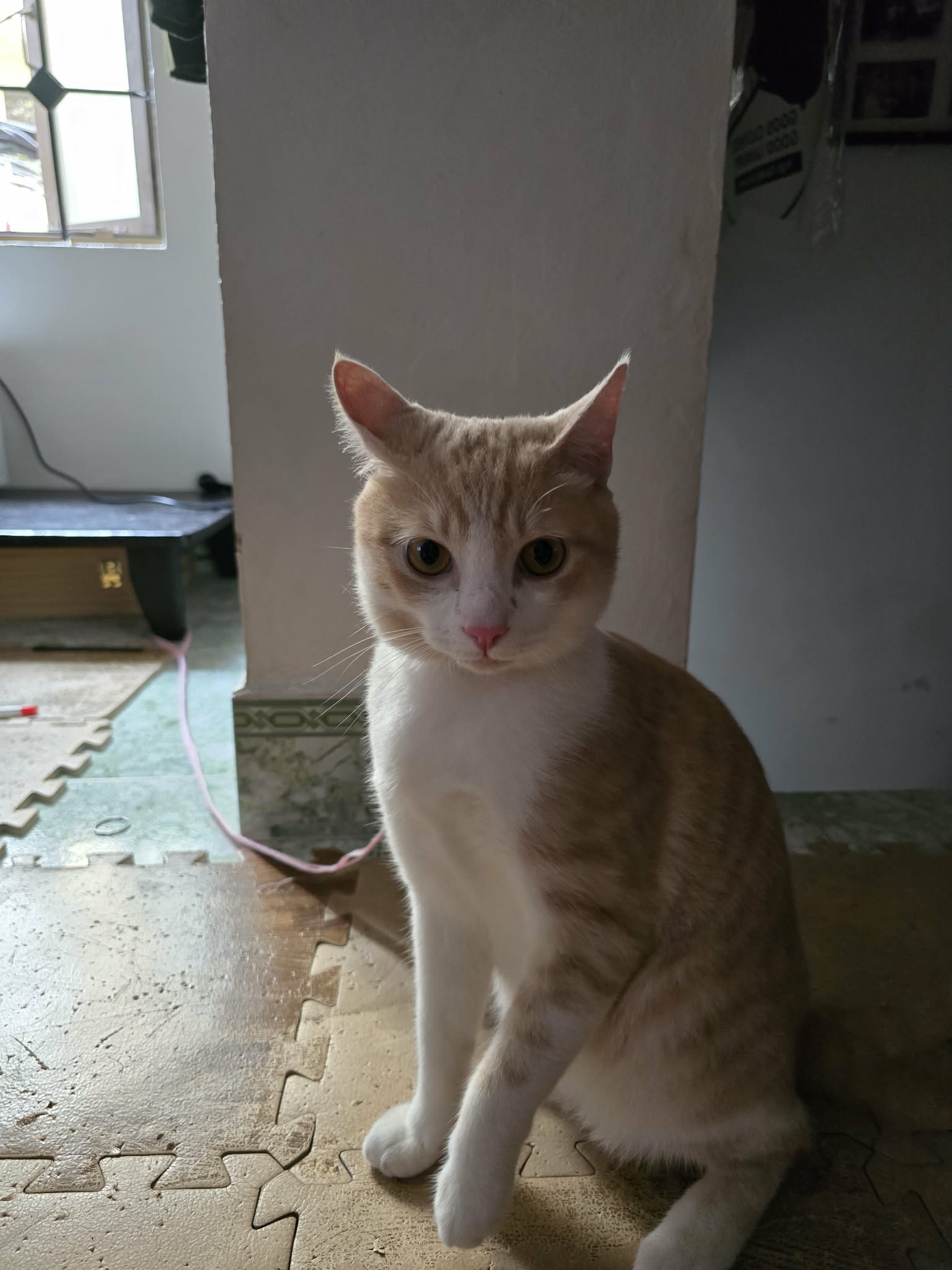 Tìm chuộc bé mèo ta thất lạc ở Hà Nội