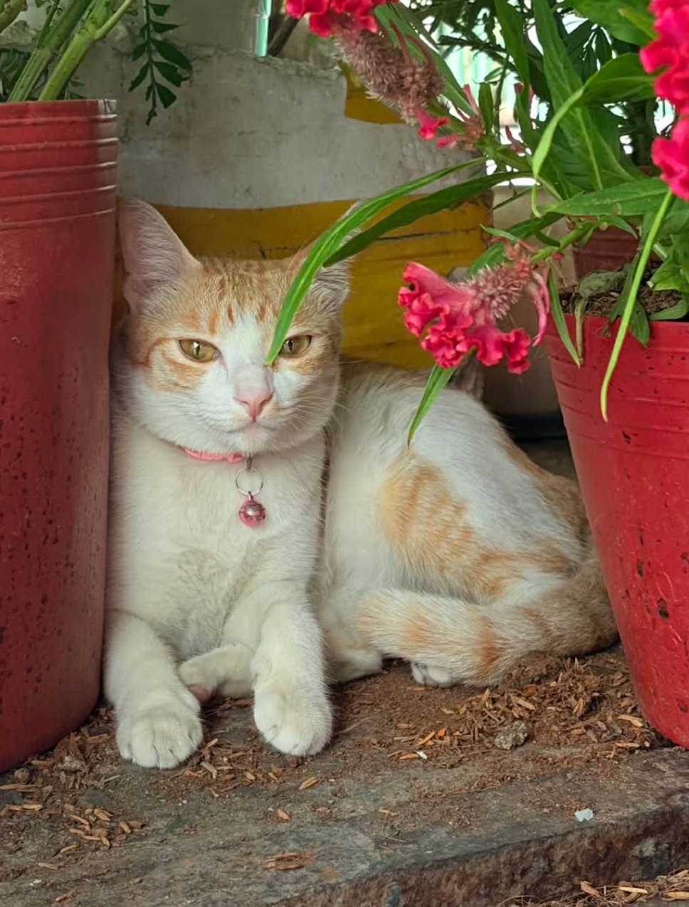 🐾 Tìm chuộc bé mèo cái như hình lạc tại TP HCM