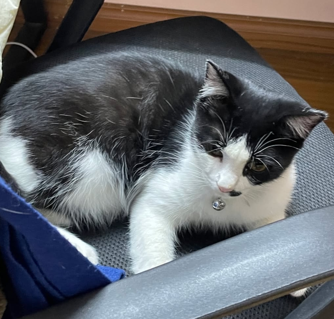 🐾 tìm chuộc hai bé mèo lạc tại Hà Nội 