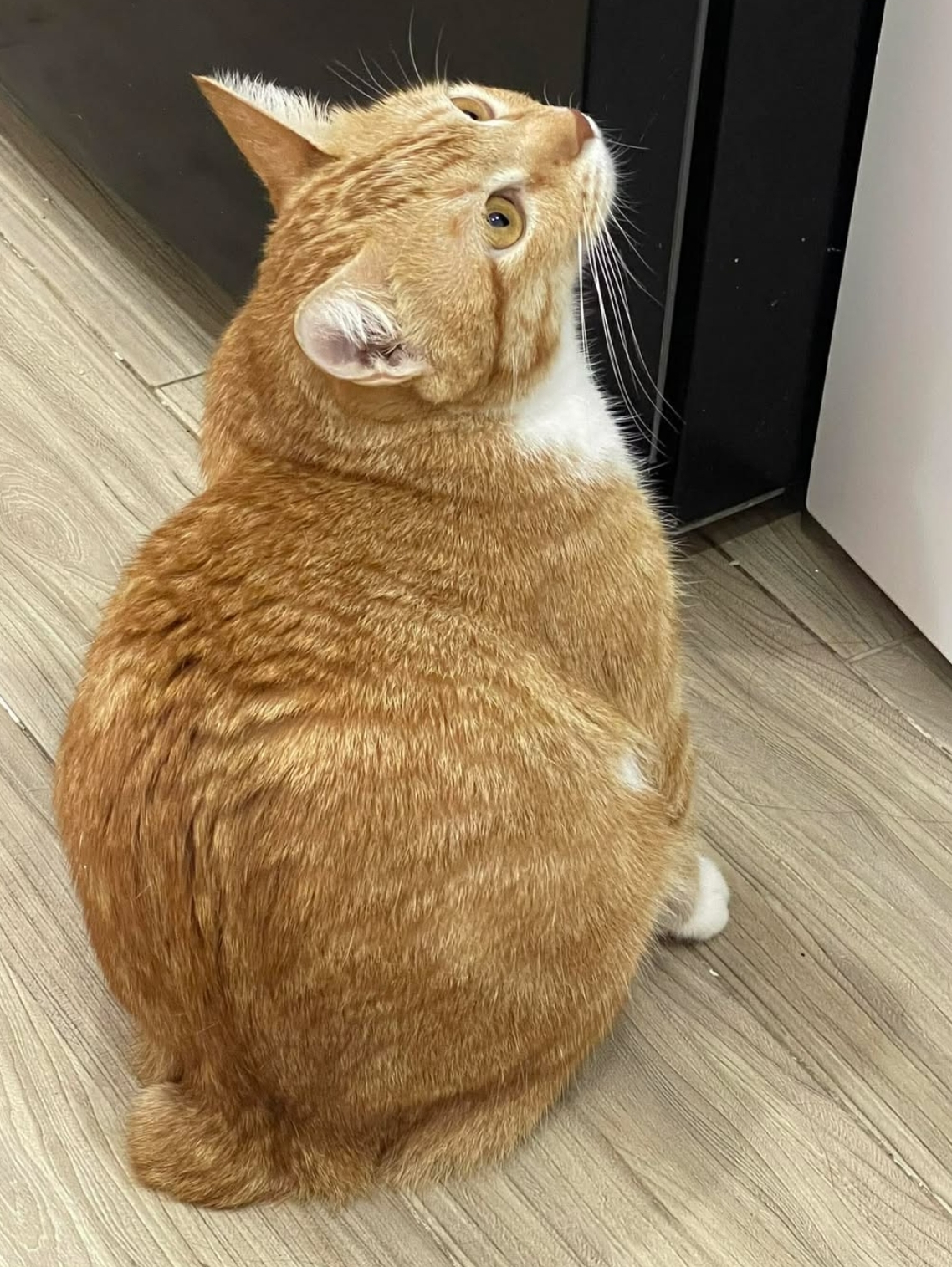 🐾 Tìm chuộc bé mèo ta lai anh lạc tại TP HCM 