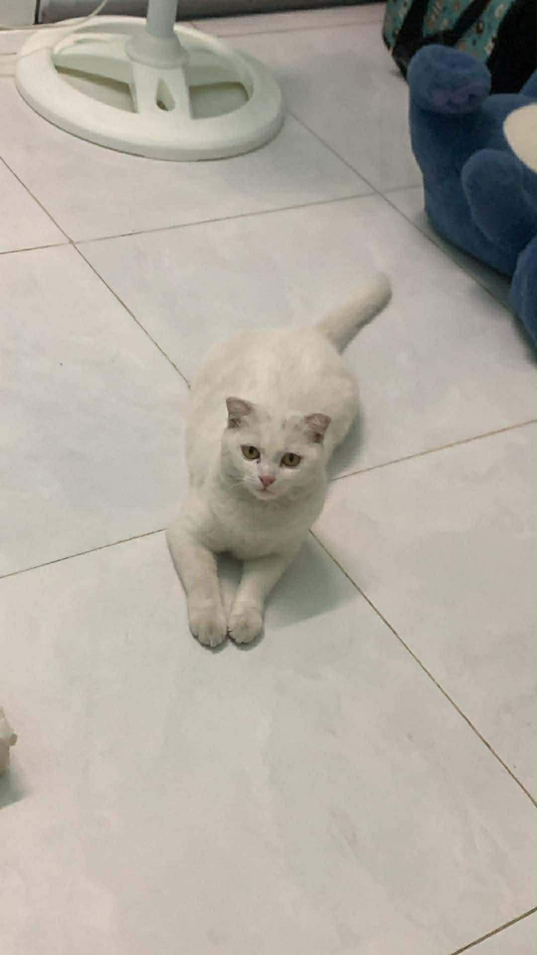 Tìm chuộc bé mèo anh thất lạc ở Hồ Chí Minh