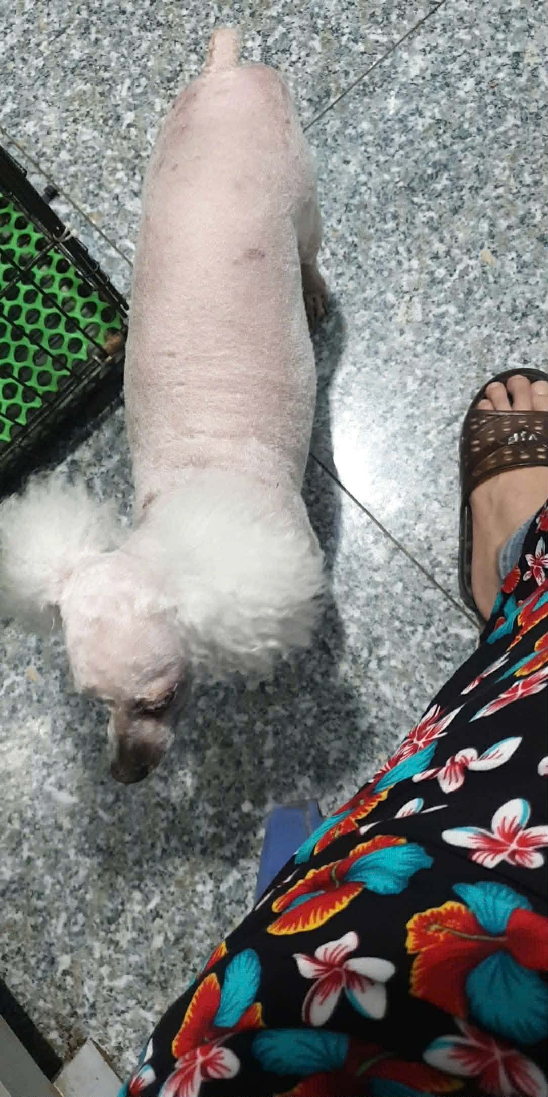 Tìm chuộc bạn cho poodle thất lạc ở Hà Nội