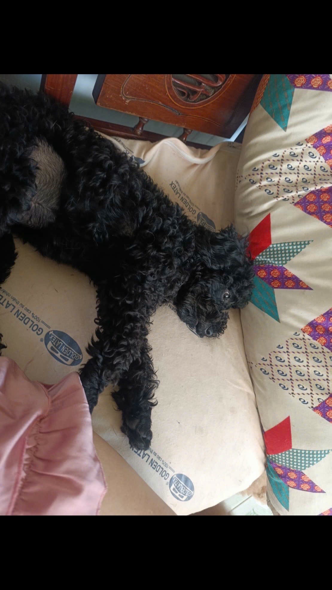 Tìm chuộc bạn poodle thất lạc ở Hồ Chí Minh