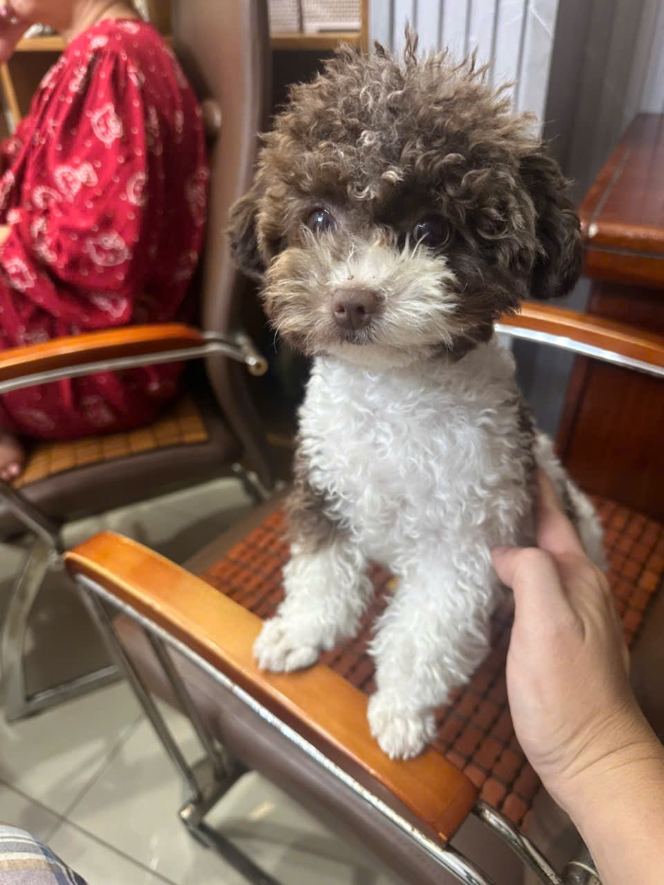 🆘 TÌM CHUỘC bé Coca đi lạc ở Q1, tpHCM