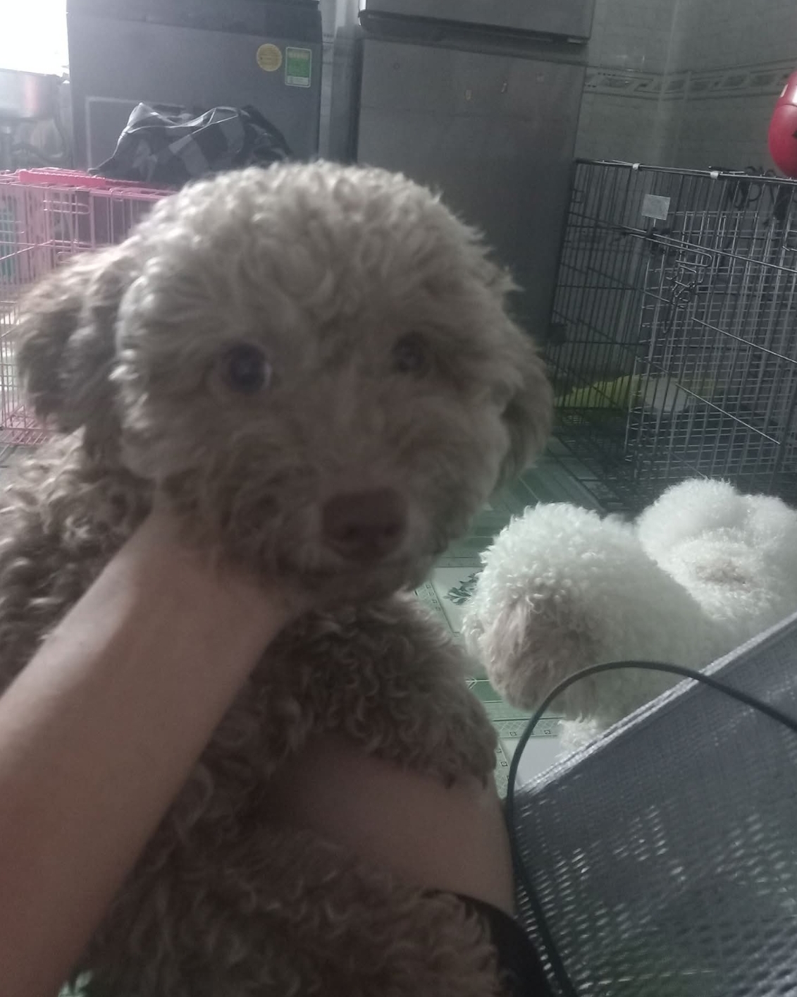 🐾 tìm chuộc bé Poodle như hình tại TP HCM