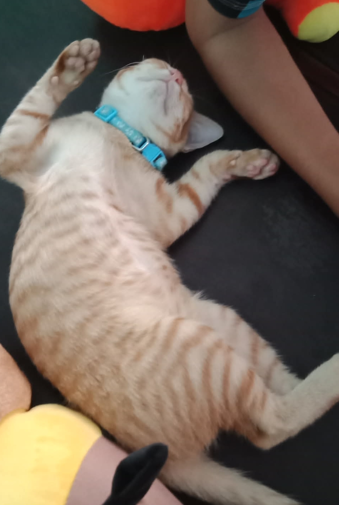 🐾 tìm chuộc bé mèo ta lạc tại Long An 