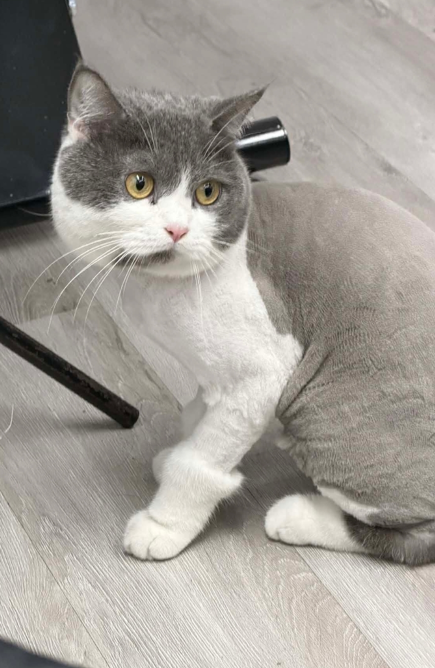 🐾 Tìm chuộc bé mèo anh lông ngắn lạc tại Hà Nội 