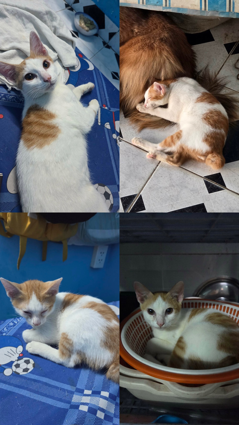 🐾Tìm chuộc mèo tên NHÔ NHÔ như ảnh ở TP HCM