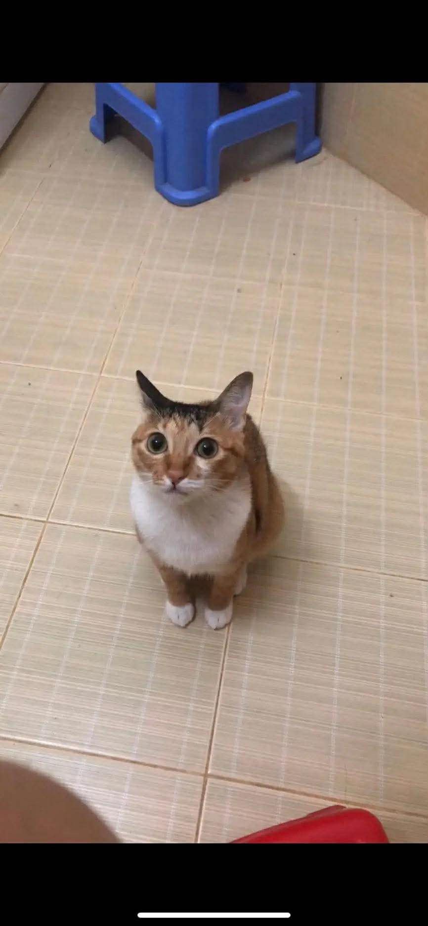 Tìm chuộc bé mèo tam thể thất lạc ở Vũng Tàu