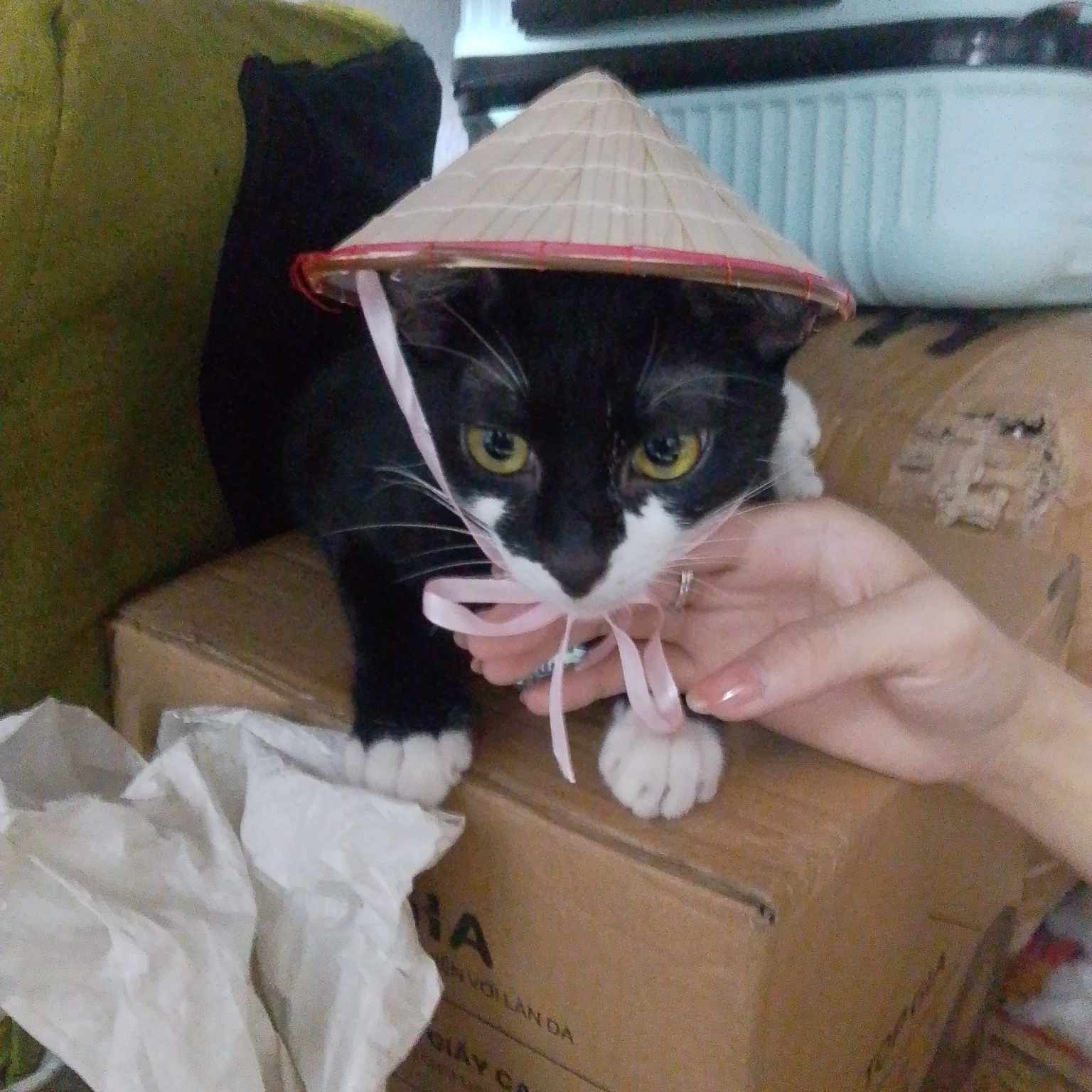 Tìm chuộc bé mèo ta thất lạc ở Hồ Chí Minh