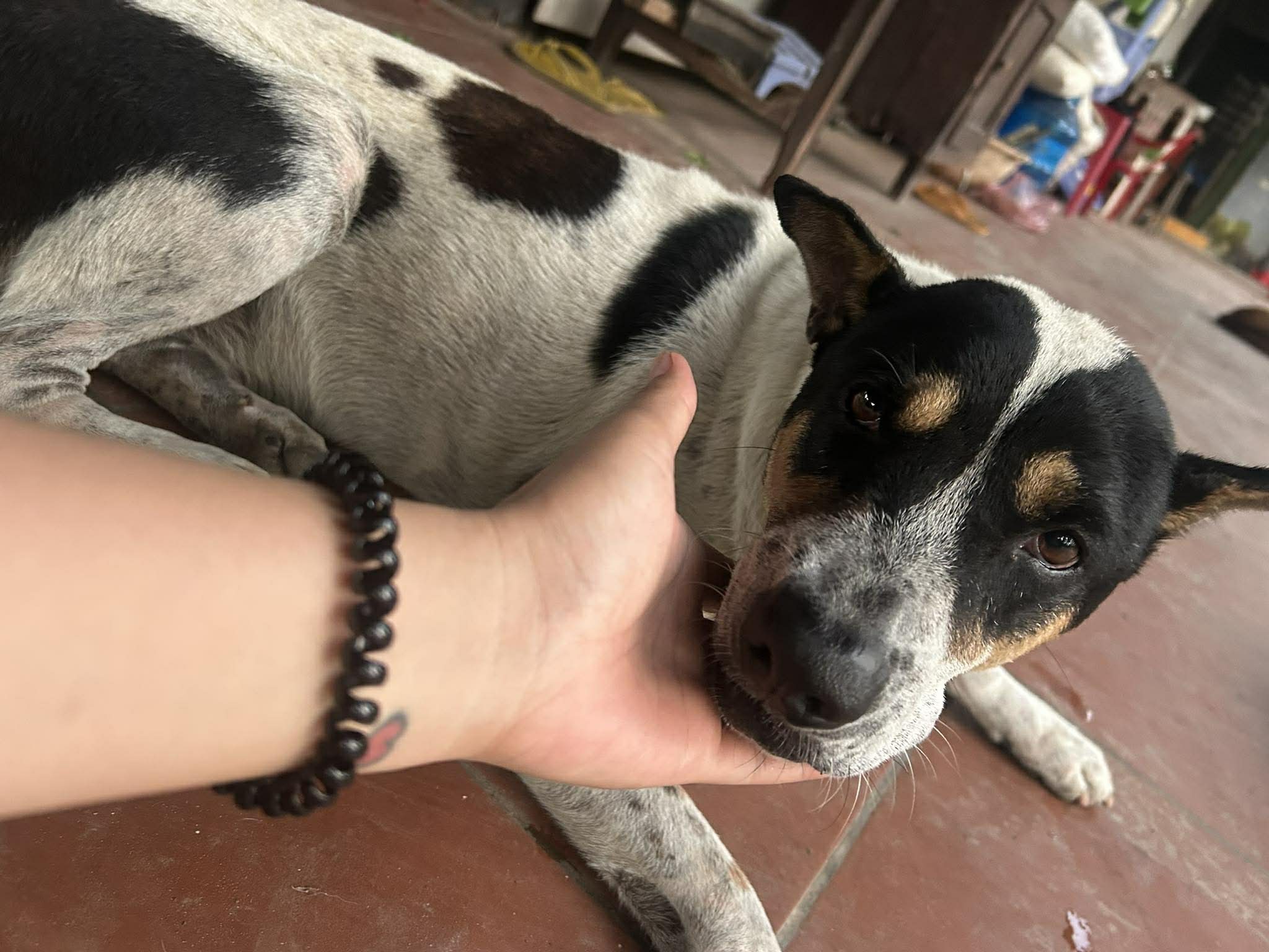 Tìm chuộc bé Heo đi lạc ở Long An ( cũ )