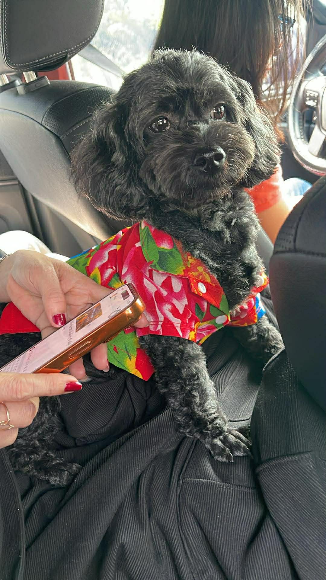 Tìm chuộc bé poodle thất lạc ở Hồ Chí Minh