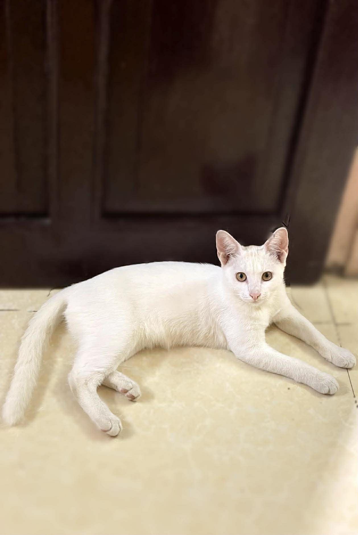 Tìm chuộc bé mèo ta thất lạc ở Hà Nội