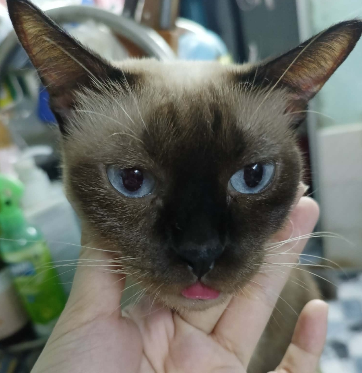 🐾 Tìm chuộc bé mèo xiêm như hình lạc ở khu vực TP HCM 