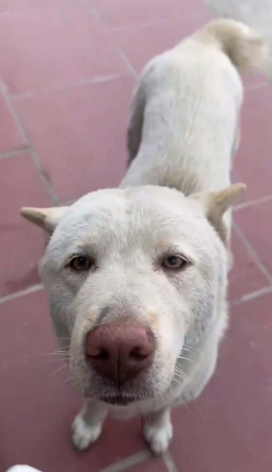 🐾 Tìm chuộc chó lông trắng Hmong cộc đuôi lạc tại Hà Nội 