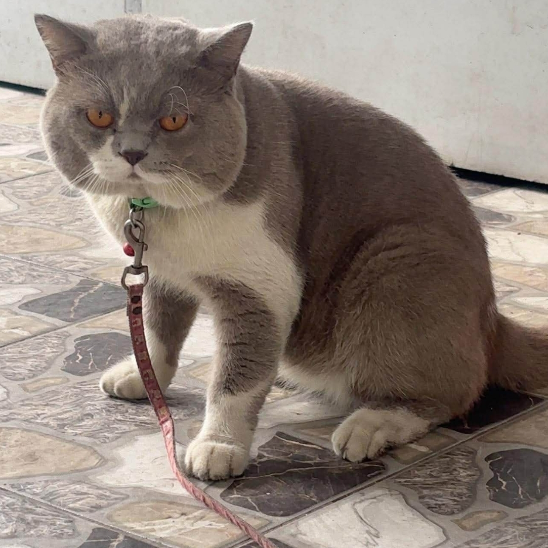 🐾 tìm chuộc bé mèo lạc tại TP HCM