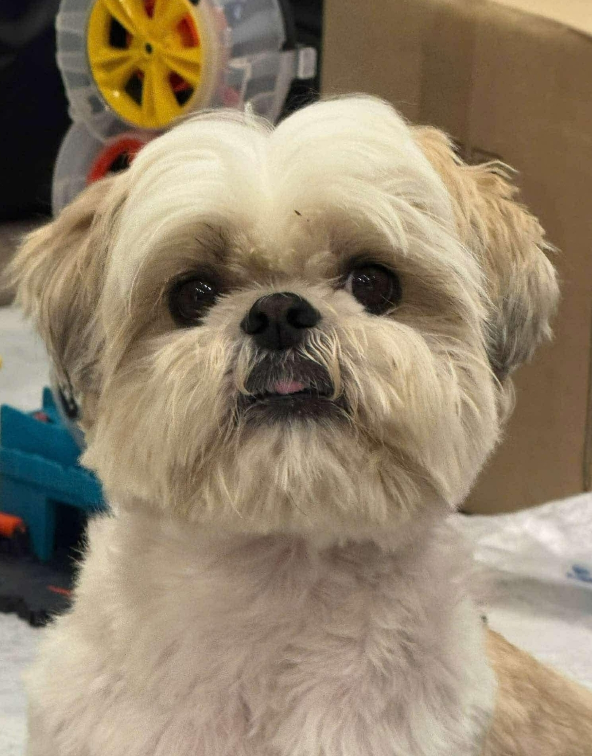 🐾 tìm chó giống shihtzu lạc tại Hà Nội