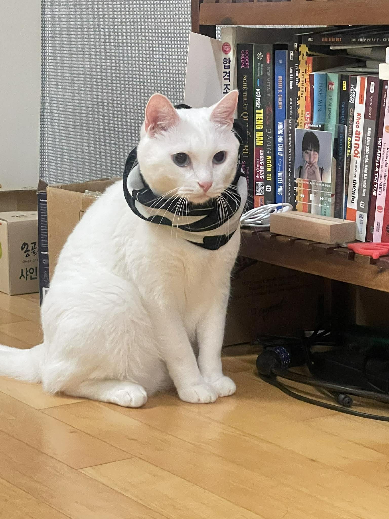 🆘 Tìm chuộc bé Mắm đi lạc ở tpHCM